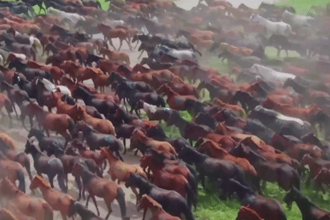 Màn trình diễn 10.000 chú ngựa phi nước đại băng qua thảo nguyên ở Tân Cương