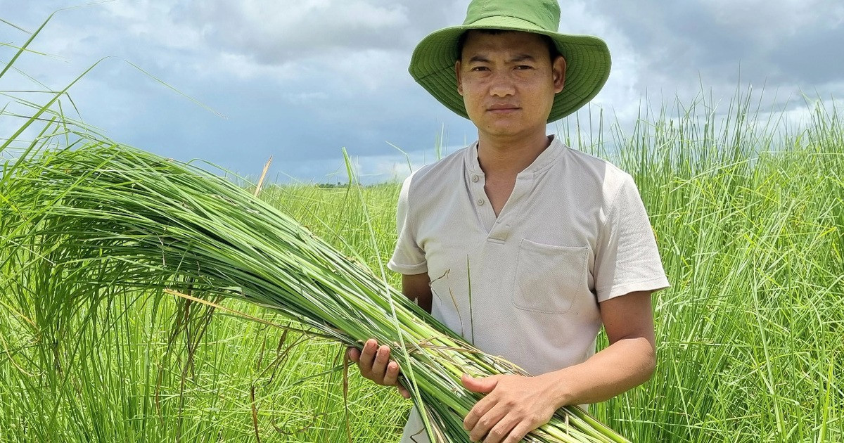 Trồng loại cỏ lạ, thu hoạch từ lá đến rễ, tháng kiếm hàng chục triệu đồng