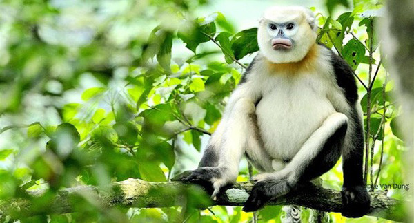 Ha Giang, FFI team up to protect Tonkin snub-nosed monkeys