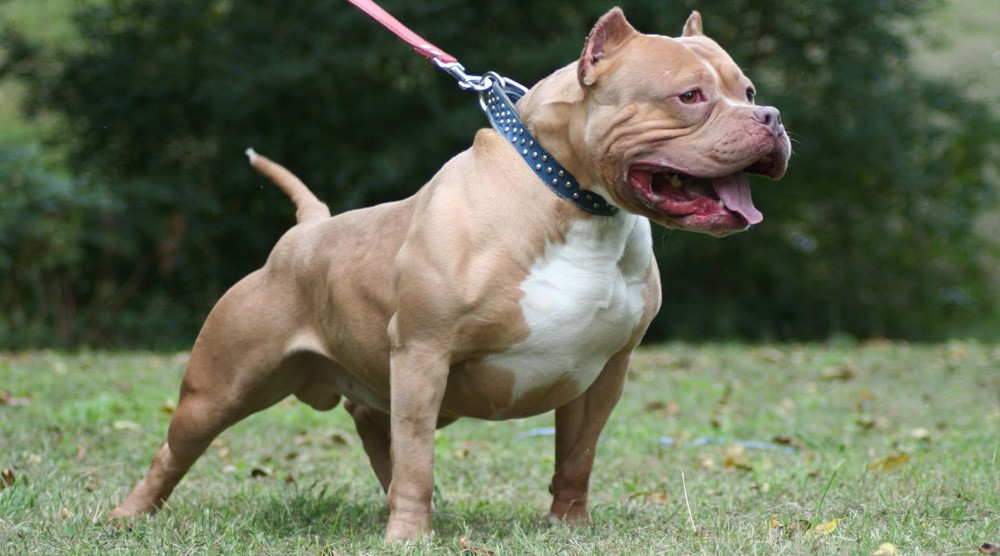 Bé trai 8 tuổi ở Bình Phước bị chó Pitbull cắn tử vong
