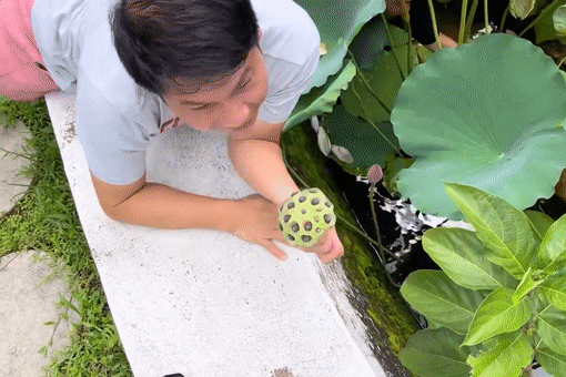 Trọng Tấn và vợ giảng viên thu hoạch sen, Thanh Long cuối tuần