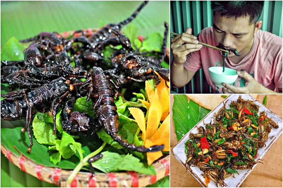 ‘Vua bò cạp’ lên dĩa cùng 10 loài côn trùng nức tiếng ở Nghệ An