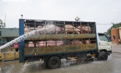 Giá heo hơi tăng cao, tiểu thương lại lo méo mặt