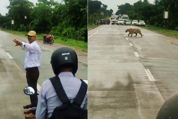 'Chúa sơn lâm' muốn qua đường, cảnh sát giao thông có hành động đáng khen