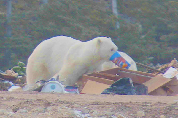 Gấu Bắc Cực đói ăn phải đi bới rác vì biến đổi khí hậu