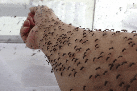 The job of 'donating blood' to feed mosquitoes that few dare to do: Hundreds of black flies, burned arms