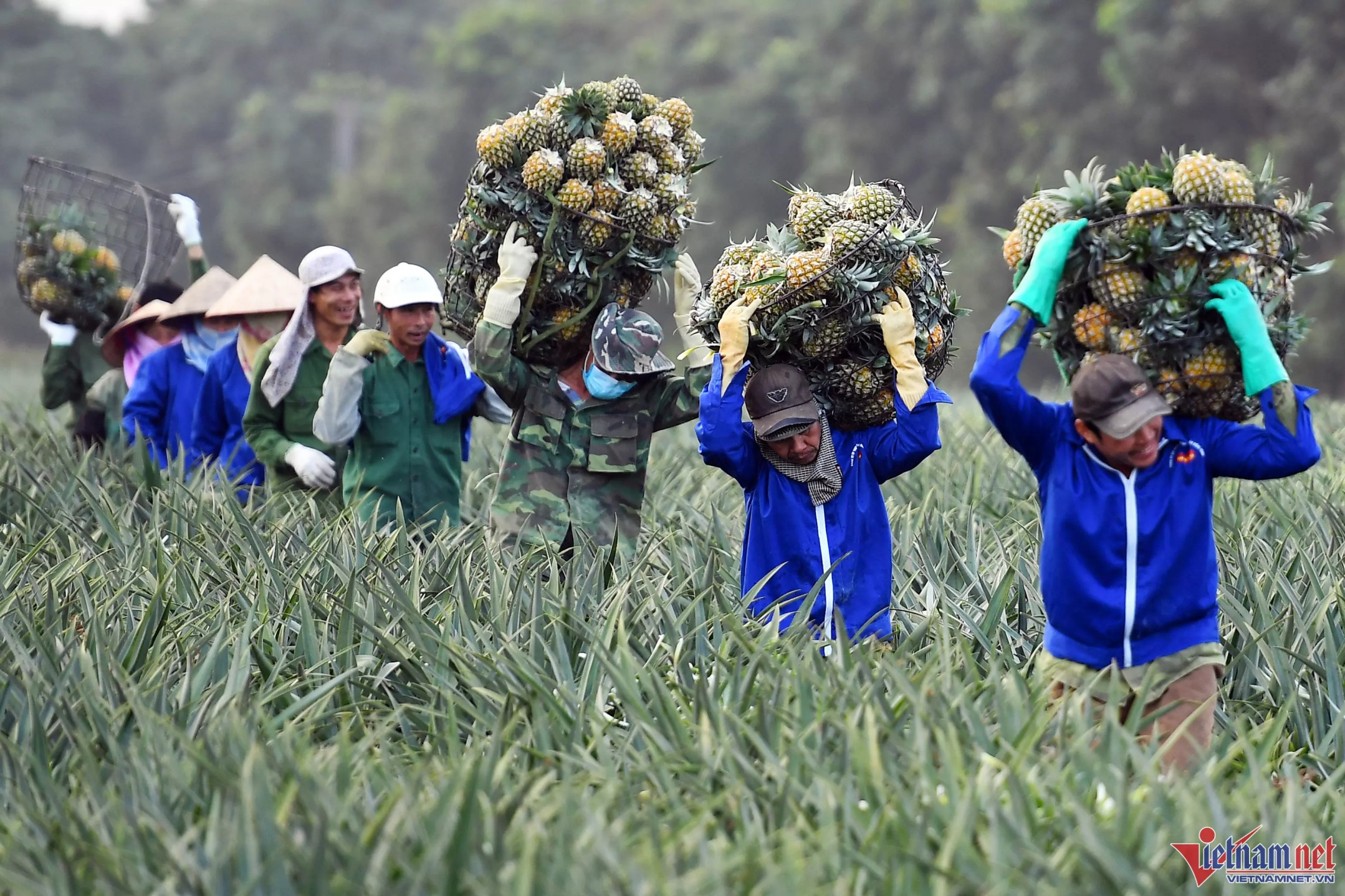 Vietnamese fruit exports to China fall as consumption drops