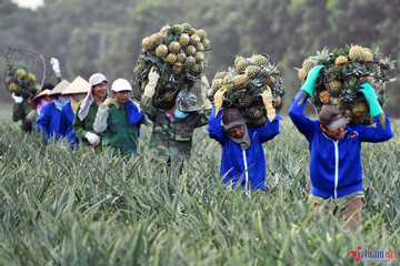 Vietnamese fruit exports to China fall as consumption drops