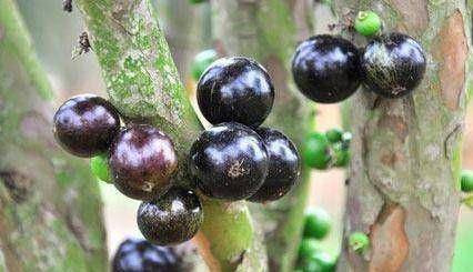 Nga ngua su that ve loai nho quy toc “gia tren troi” van “chay hang“-Hinh-3