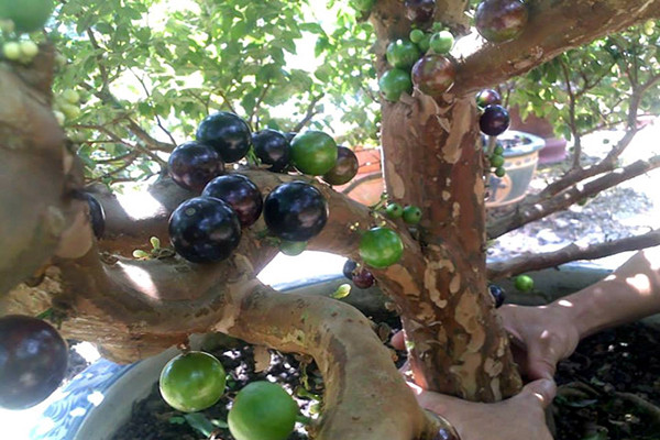 Nga ngua su that ve loai nho quy toc “gia tren troi” van “chay hang“-Hinh-11