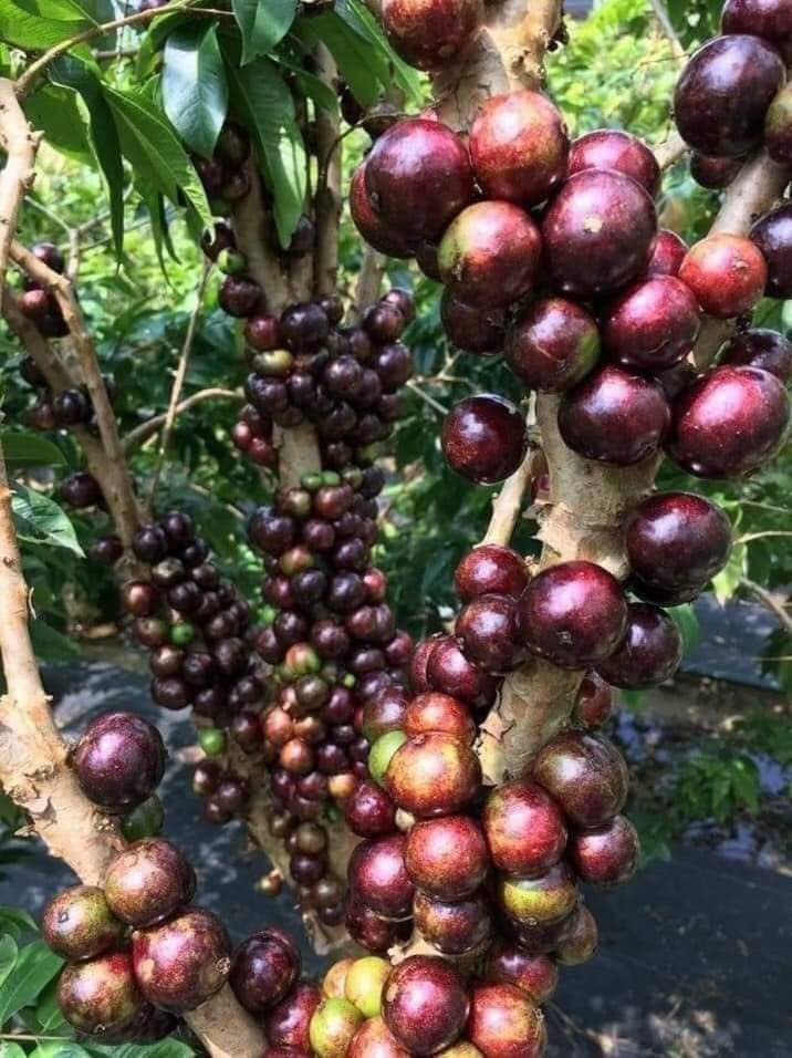 Nga ngua su that ve loai nho quy toc “gia tren troi” van “chay hang“