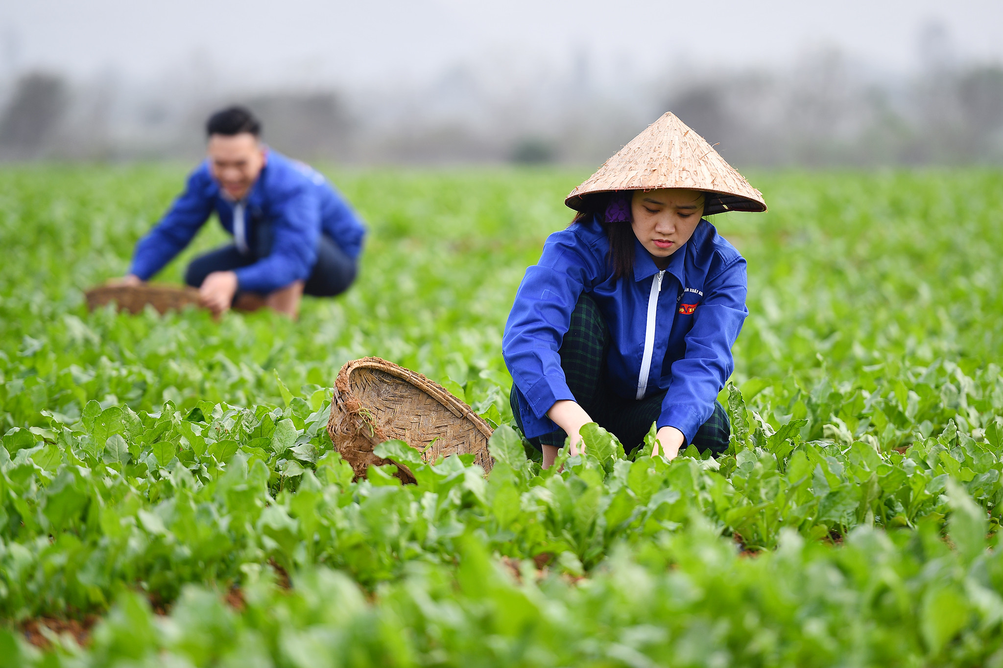 Nông nghiệp tái sinh: Giải cứu đất, nước và đa dạng sinh học