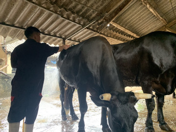 Đàn bò đặc biệt ở Việt Nam được uống bia, massage