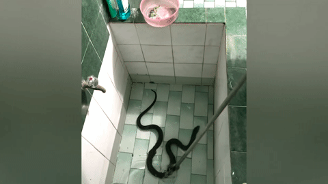 Hoảng hồn phát hiện rắn hổ mang bơi tung tăng trong bể nước nhà tắm