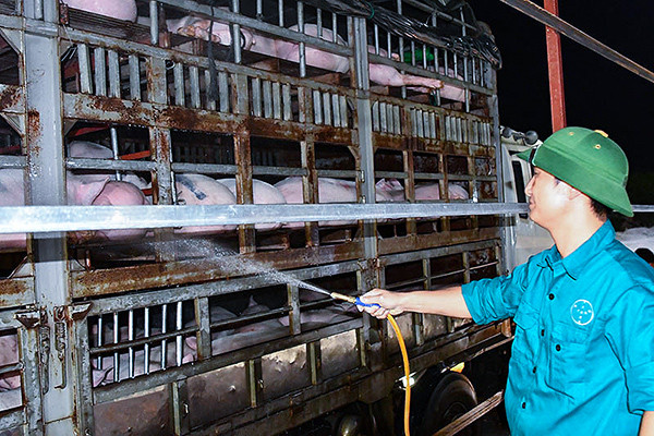 Giá tăng cao, lợn vượt biên, Bộ chỉ đạo ngăn chặn gấp