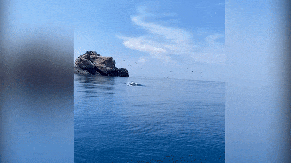 Du khách phấn khích ngắm cá voi xanh dài 12m xuất hiện ở biển Đề Gi - Bình Định
