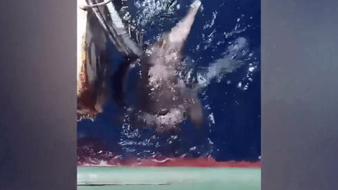 Nín thở xem ngư dân giải cứu cá heo mắc kẹt trong lốp xe bên tàu đánh cá