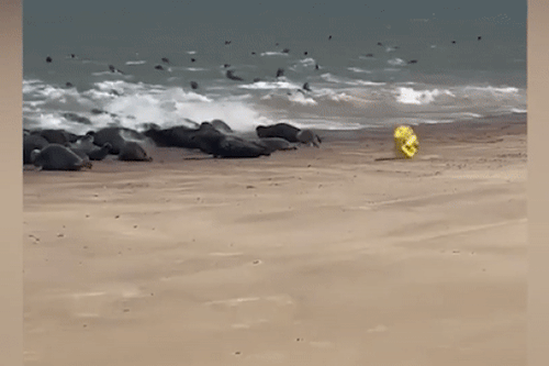 Sợ 1 chiếc túi, hơn 100 con hải cẩu 'giẫm đạp' lên nhau lao ra biển