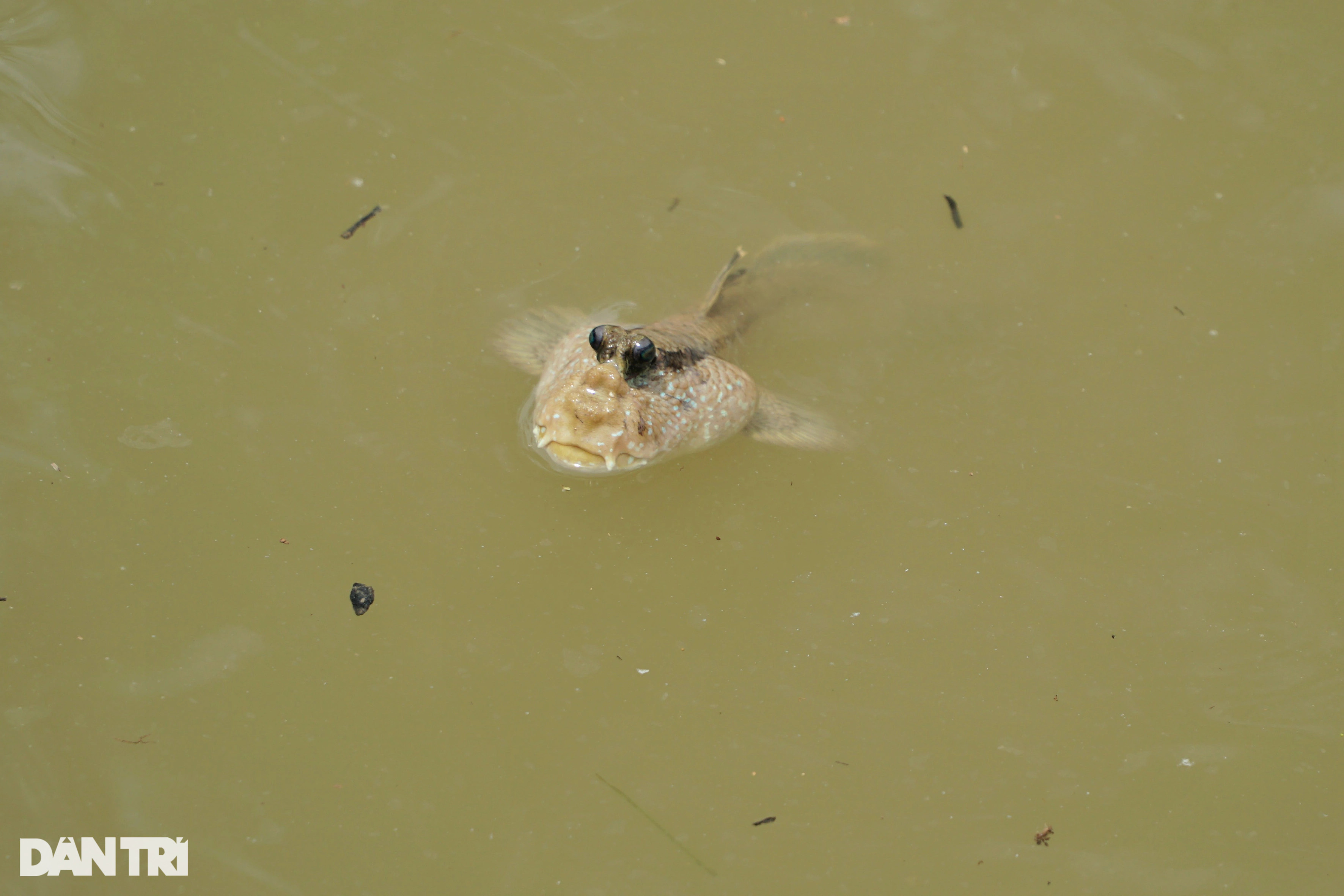 Nuôi loài cá xấu xí, lạ nhất hành tinh, leo cây thoăn thoắt làm... thú cưng - 6