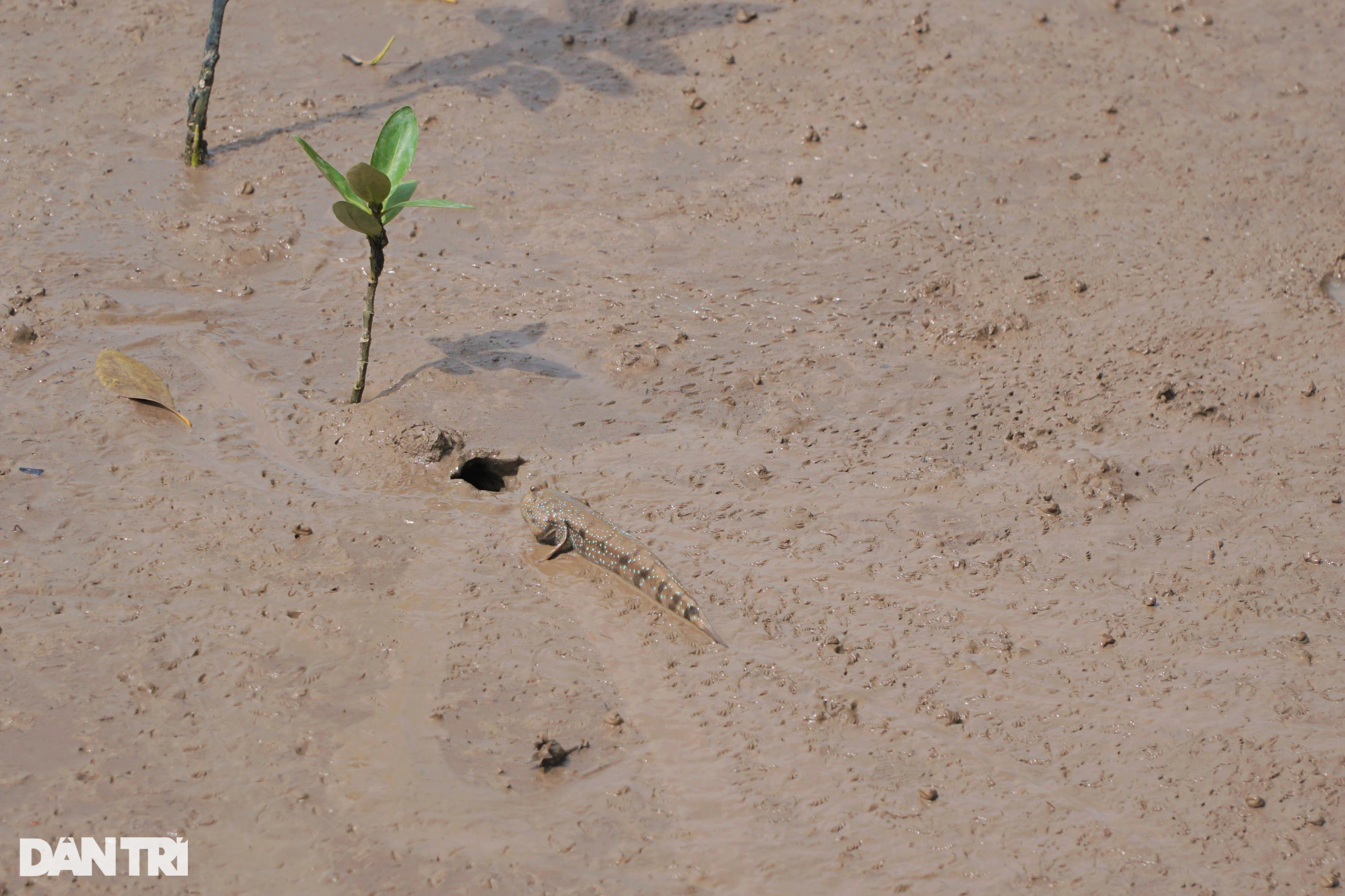 Nuôi loài cá xấu xí, lạ nhất hành tinh, leo cây thoăn thoắt làm... thú cưng - 1