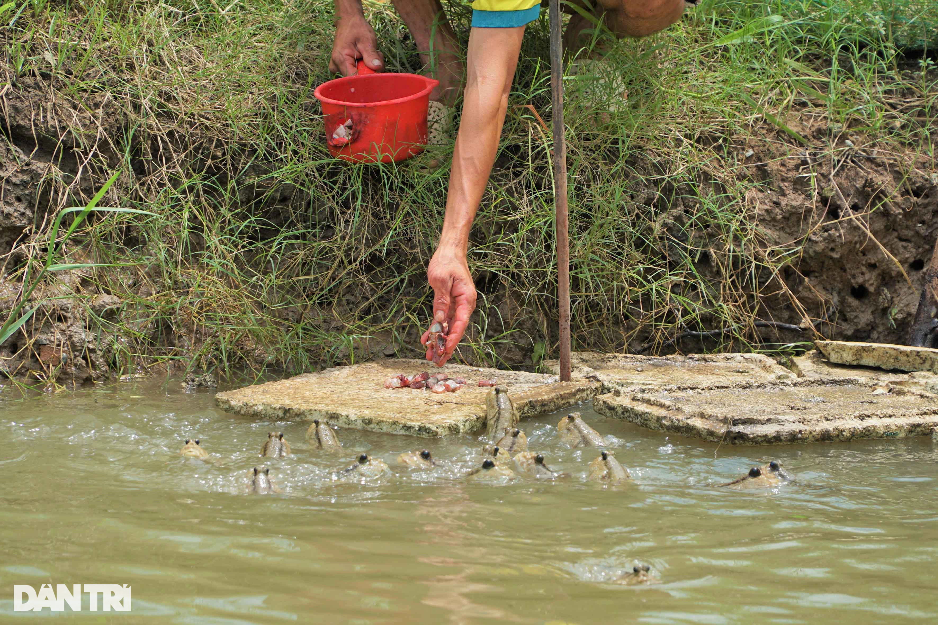 Nuôi loài cá xấu xí, lạ nhất hành tinh, leo cây thoăn thoắt làm... thú cưng - 3