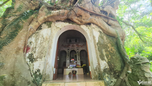 Gốc cây si ôm trọn ngôi đền cổ ở Thanh Hóa