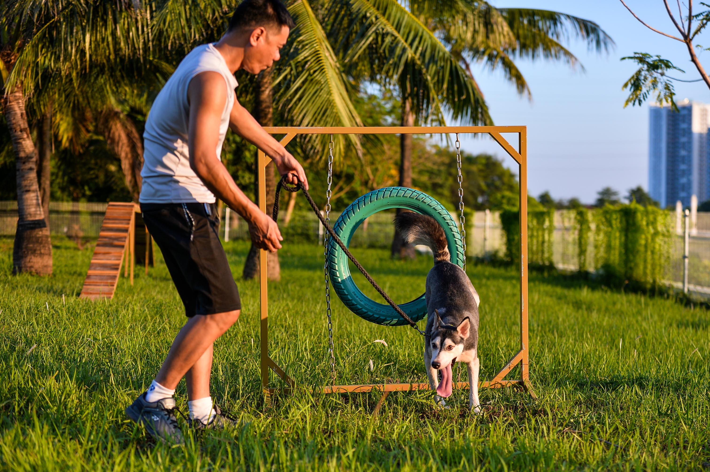Những dụng cụ làm đồ chơi cho thú cưng được thiết kế đơn giản như lốp xe cũ được sơn lại, hay những ván gỗ dựng thành cầu thăng bằng.