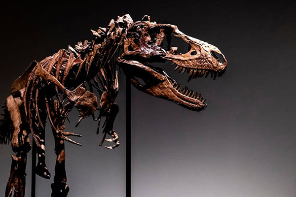 Bộ xương hoá thạch của khủng long bán với giá 142 tỷ, các nhà khoa học nổi giận