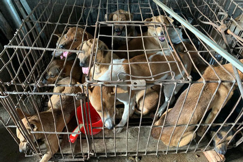 Man rescues 31 dogs from Nha Trang slaughterhouse