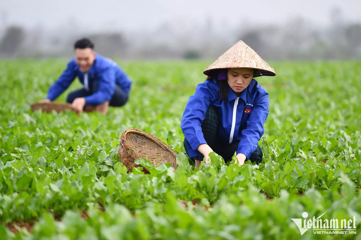 Farmers follow regenerative agriculture, maintain biodiversity