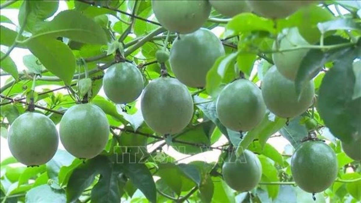 vietnam to export passion fruits to china from july 1 picture 1