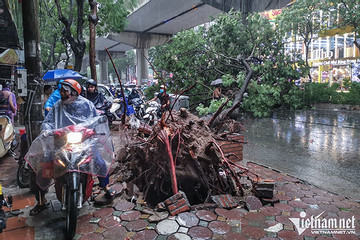 Cây xanh đổ đè thanh niên đi xe máy trong cơn mưa ở Hà Nội
