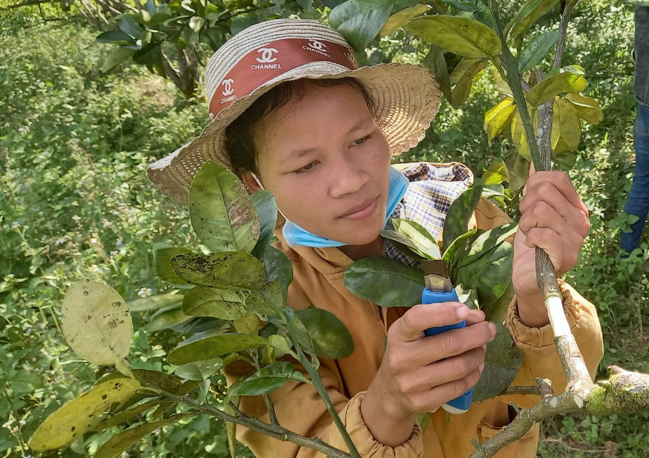 Phát triển sinh kế bền vững để bảo vệ rừng