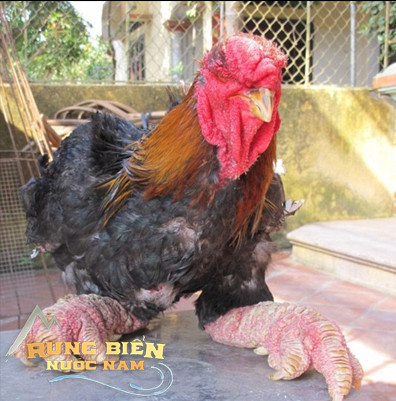 Loài gà độc nhất thế giới ở Việt Nam: Dân mạng quốc tế trầm trồ, chuyên gia ẩm thực ngỡ ngàng - Ảnh 3.