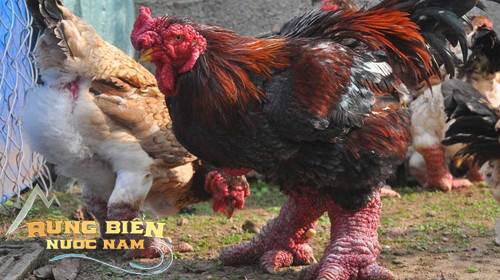 Loài gà độc nhất thế giới ở Việt Nam: Dân mạng quốc tế trầm trồ, chuyên gia ẩm thực ngỡ ngàng - Ảnh 4.