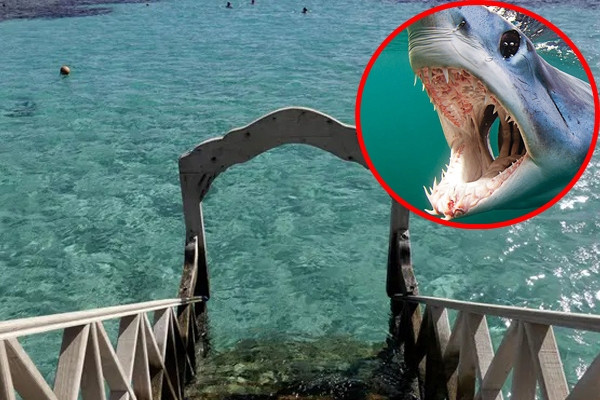 Bị cá mập tấn công, 2 nữ du khách thiệt mạng khi bơi ở Biển Đỏ