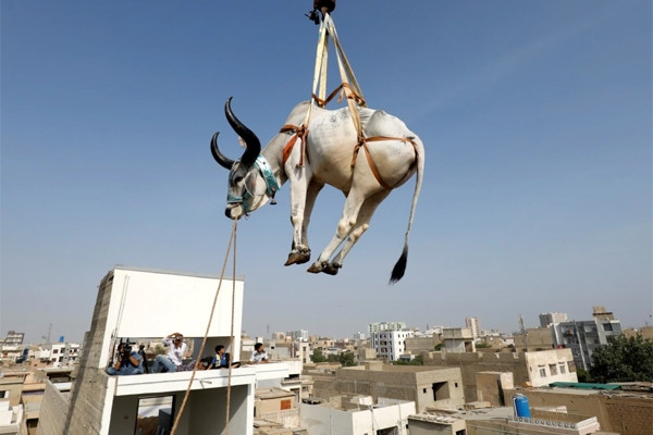 Giá tăng gấp đôi, người dân Pakistan cố dành dụm,  tích cóp để mua động vật hiến tế