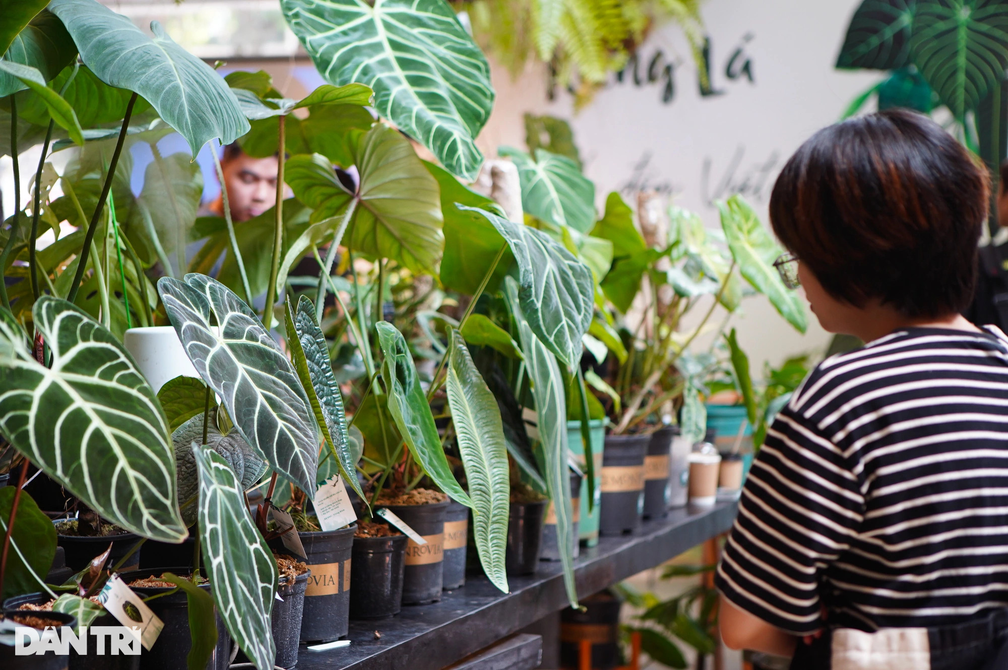 Lá kiểng giá trăm triệu đồng, liệu có giống cơn sốt lan đột biến? - 3