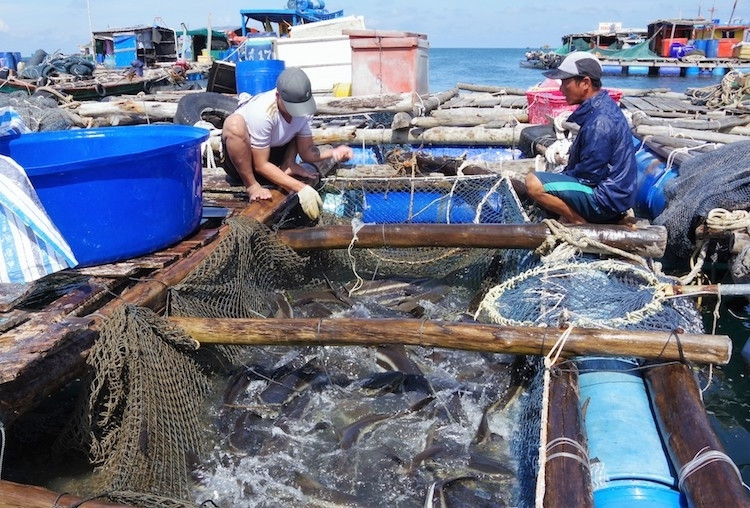 Cà Mau: Thúc đẩy nghề nuôi hải sản trên biển theo hướng công nghiệp, hiện đại