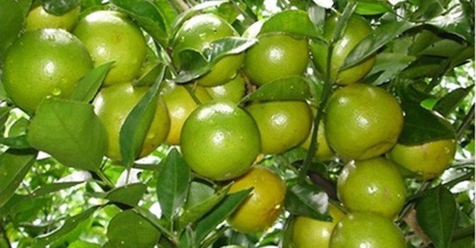 Hậu Giang: Tạo điều kiện, thu hút các các dự án kinh tế tuần hoàn