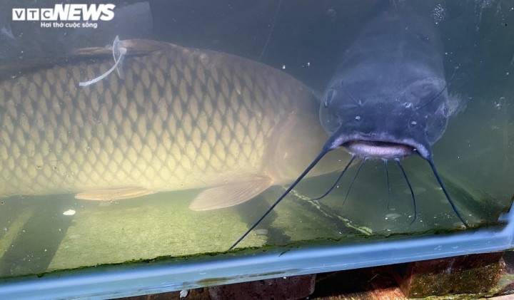 Cá rô, cá quả đội giá gấp đôi, người mua và người bán cùng 'méo mặt' - 2