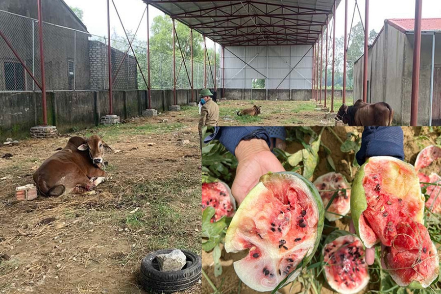 Những kẻ ‘thủ ác’ chặt chân đàn bò, giẫm nát ruộng dưa, đốt nhà trả thù