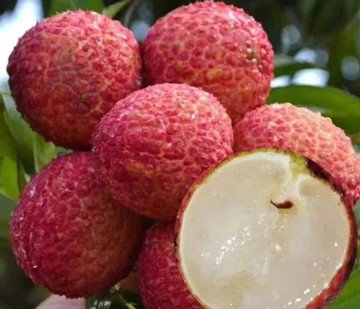 Vietnam to sell seedless lychee for commerce