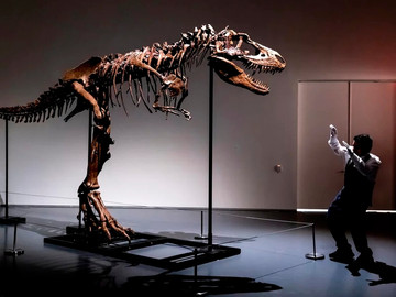 Đấu giá bộ xương khủng long quý hiếm Gorgosaurus 76 triệu năm tuổi