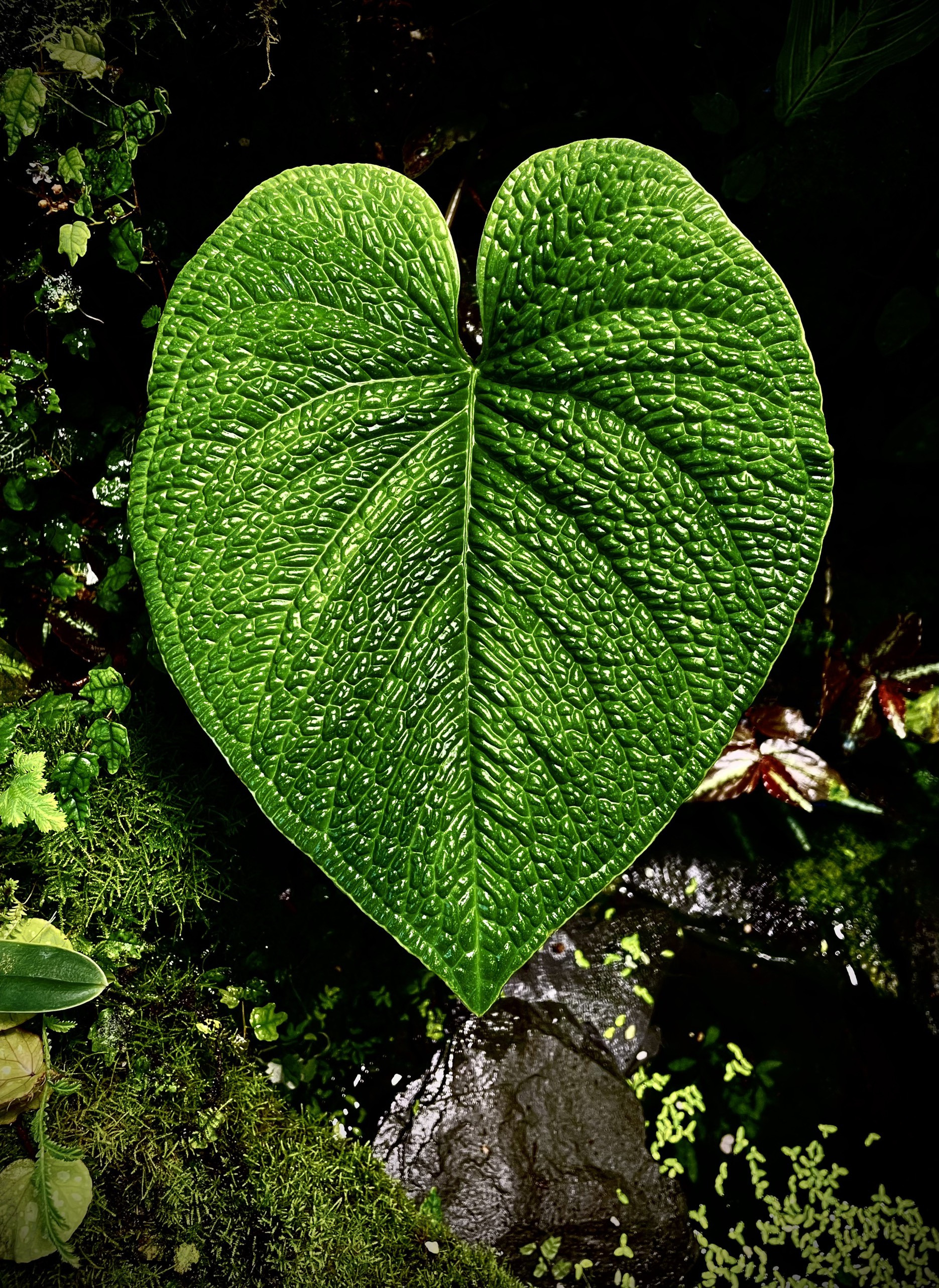 Lạ lùng chàng trai Hà Nội xây rừng trong căn chung cư tầng 18 - 5