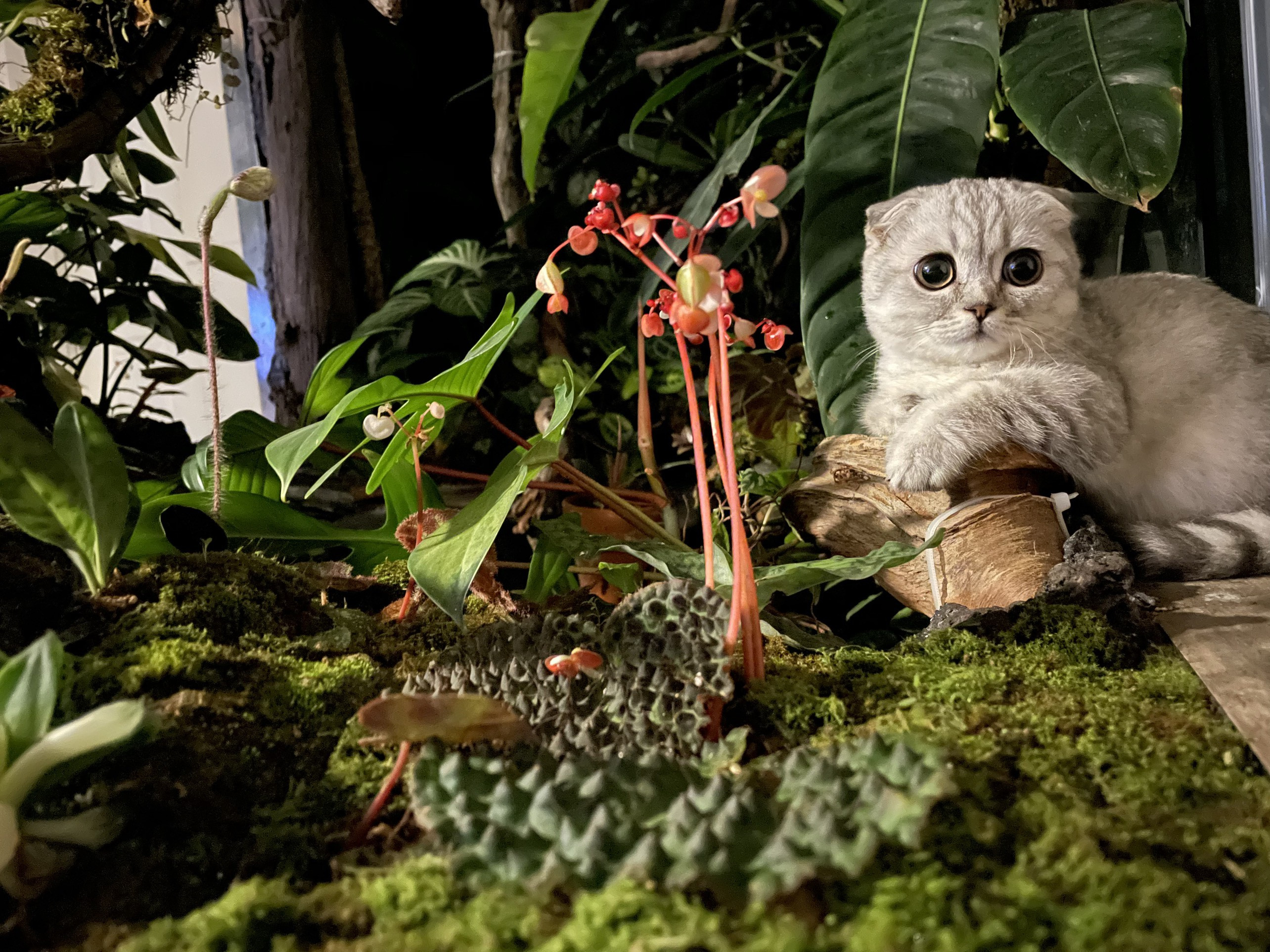 Lạ lùng chàng trai Hà Nội xây rừng trong căn chung cư tầng 18 - 6