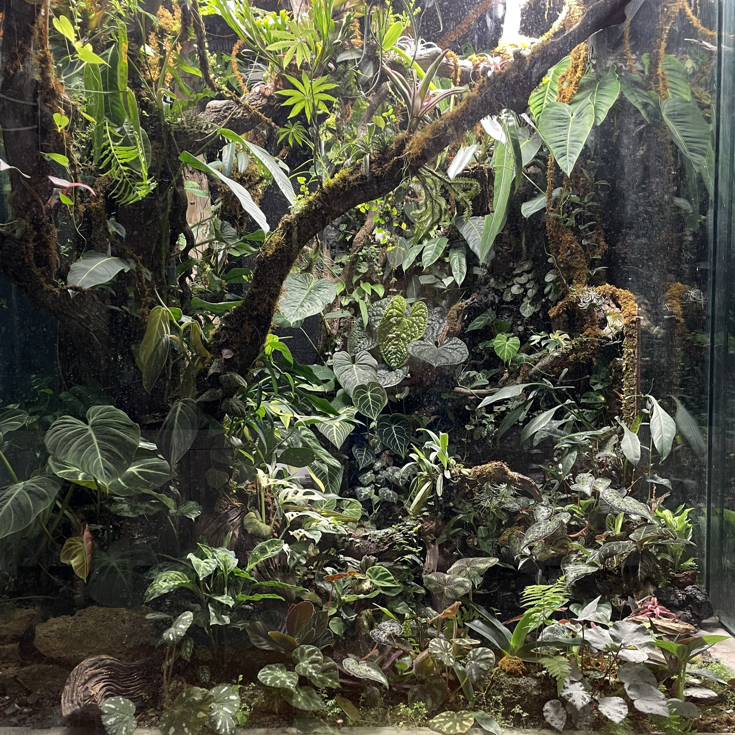 Lạ lùng chàng trai Hà Nội xây rừng trong căn chung cư tầng 18 - 7