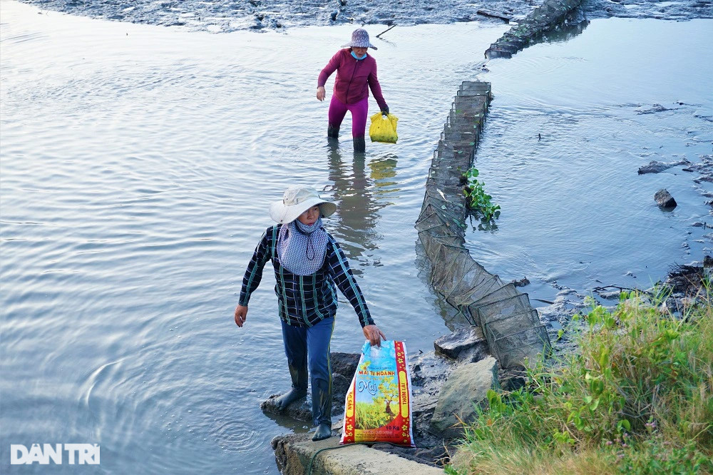 Lội bùn, vạch cỏ tìm loại ốc nhà nghèo, giờ thành đặc sản ra tiền - 1