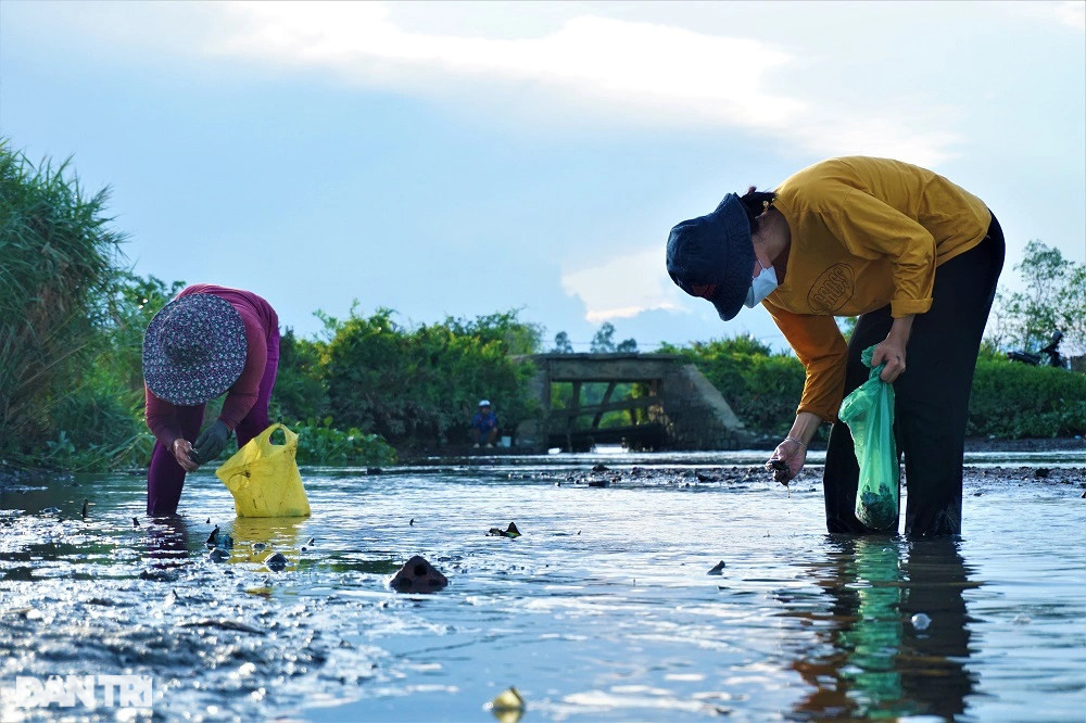 Lội bùn, vạch cỏ tìm loại ốc nhà nghèo, giờ thành đặc sản ra tiền - 2