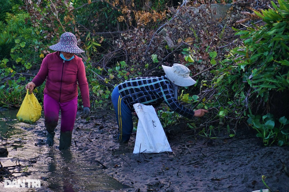Lội bùn, vạch cỏ tìm loại ốc nhà nghèo, giờ thành đặc sản ra tiền - 12